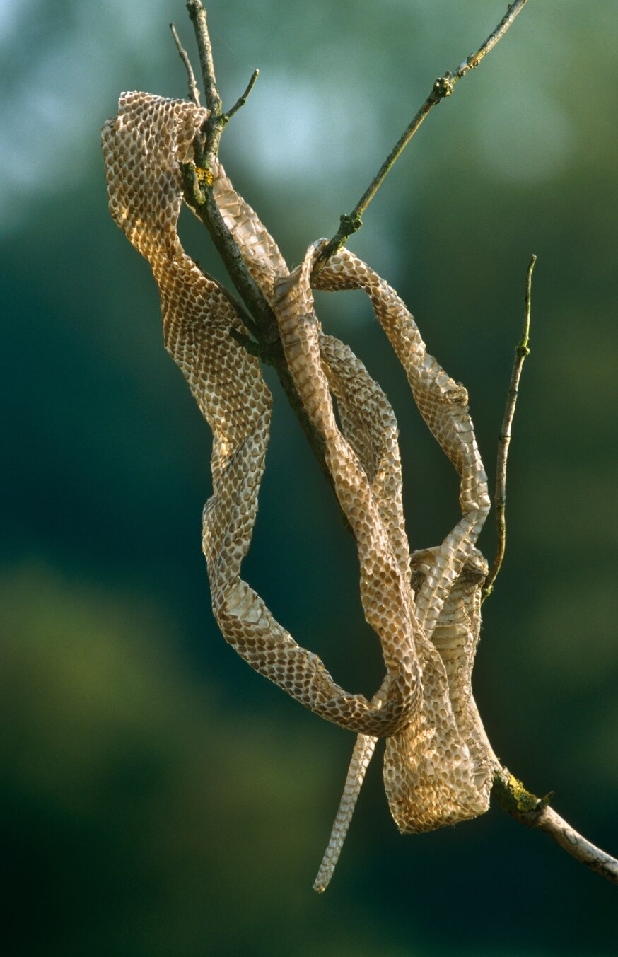 ͸Ƥ֡ ͼҽߣZamenis longissimusƤ PHOTOGRAPH BY INGO ARNDT, NATURE