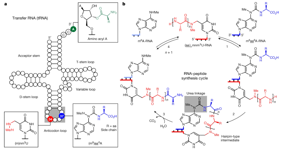 ����Ȼ�������о�֧��RNA-��������������Դ�Ĺؼ�