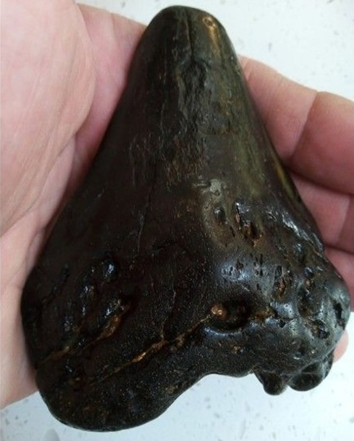 英国萨福克郡6岁男童海边捡贝壳意外发现史前巨齿鲨牙齿化石