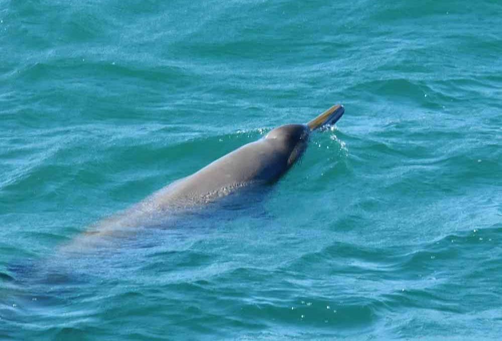 喙鲸异常快速的深海狩猎策略令研究人员惊讶