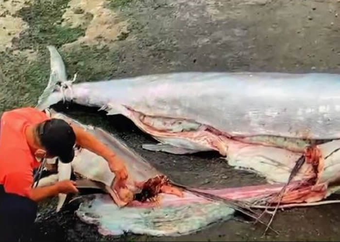 台湾渔民出海作业发现长达2.5米巨无霸旗鱼 剖开鱼肚惊见超大芭蕉旗鱼