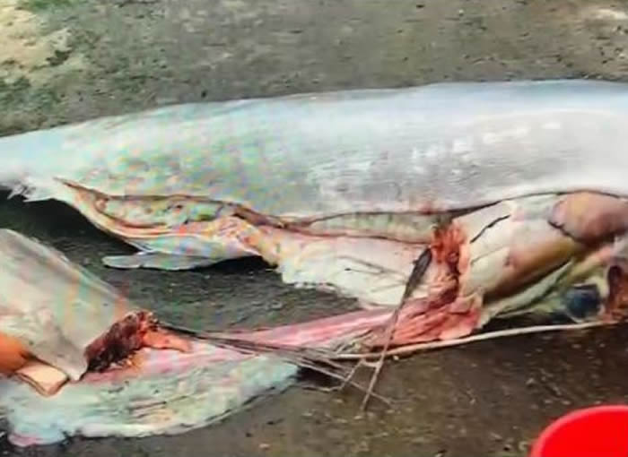 台湾渔民出海作业发现长达2.5米巨无霸旗鱼 剖开鱼肚惊见超大芭蕉旗鱼