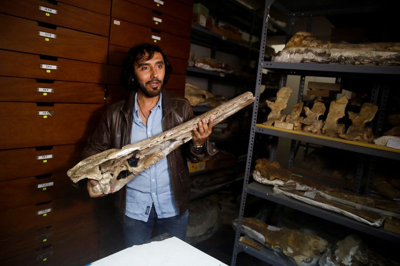 秘鲁古生物学家在阿雷基帕沙漠发现距今700万年的史前鳄鱼化石