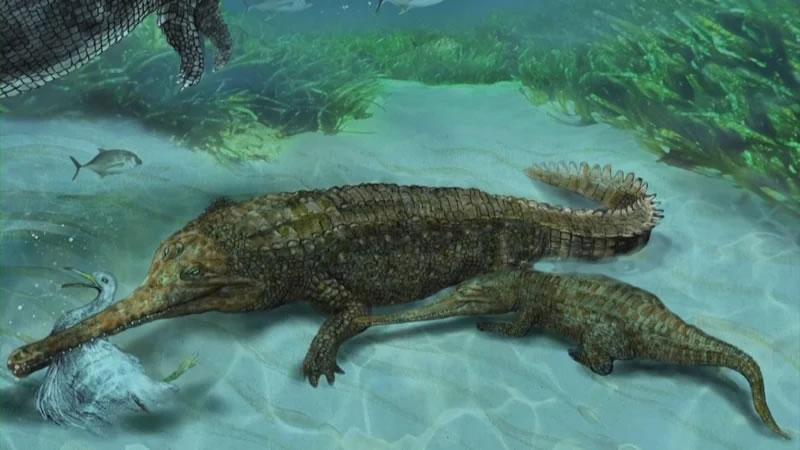 秘鲁古生物学家在阿雷基帕沙漠发现距今700万年的史前鳄鱼化石