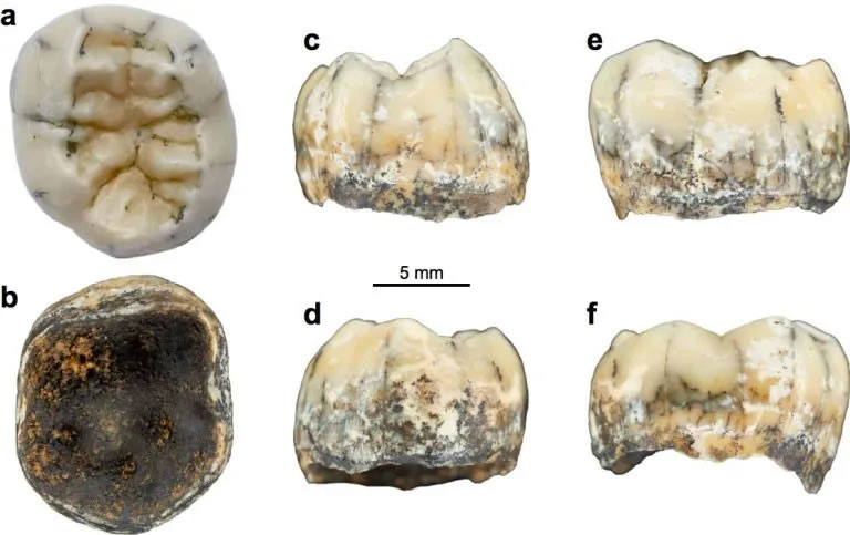 老挝洞穴中发现的古代年轻女孩的牙齿揭开丹尼索瓦人的神秘面纱