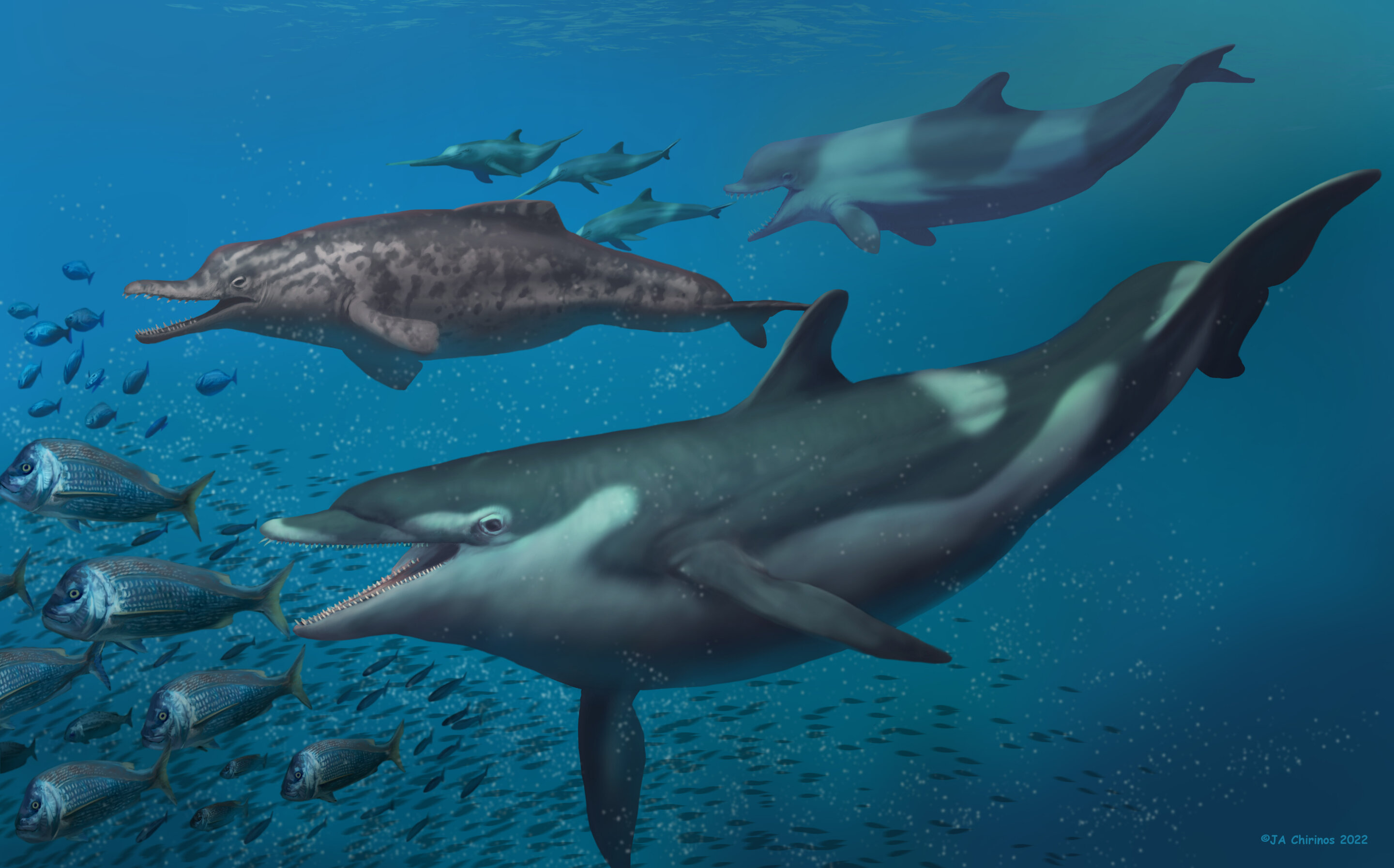 瑞士苏黎世大学发现两种2000万年前的未知海豚物种化石