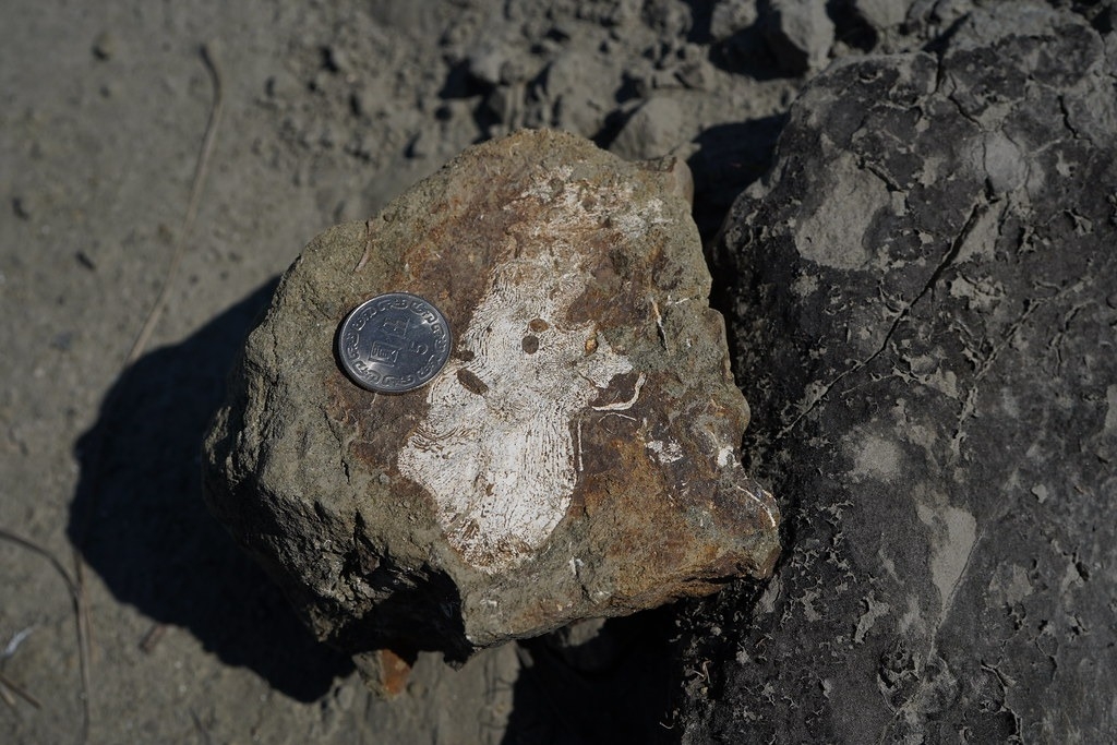 台湾首次发现800万年前树珊瑚化石