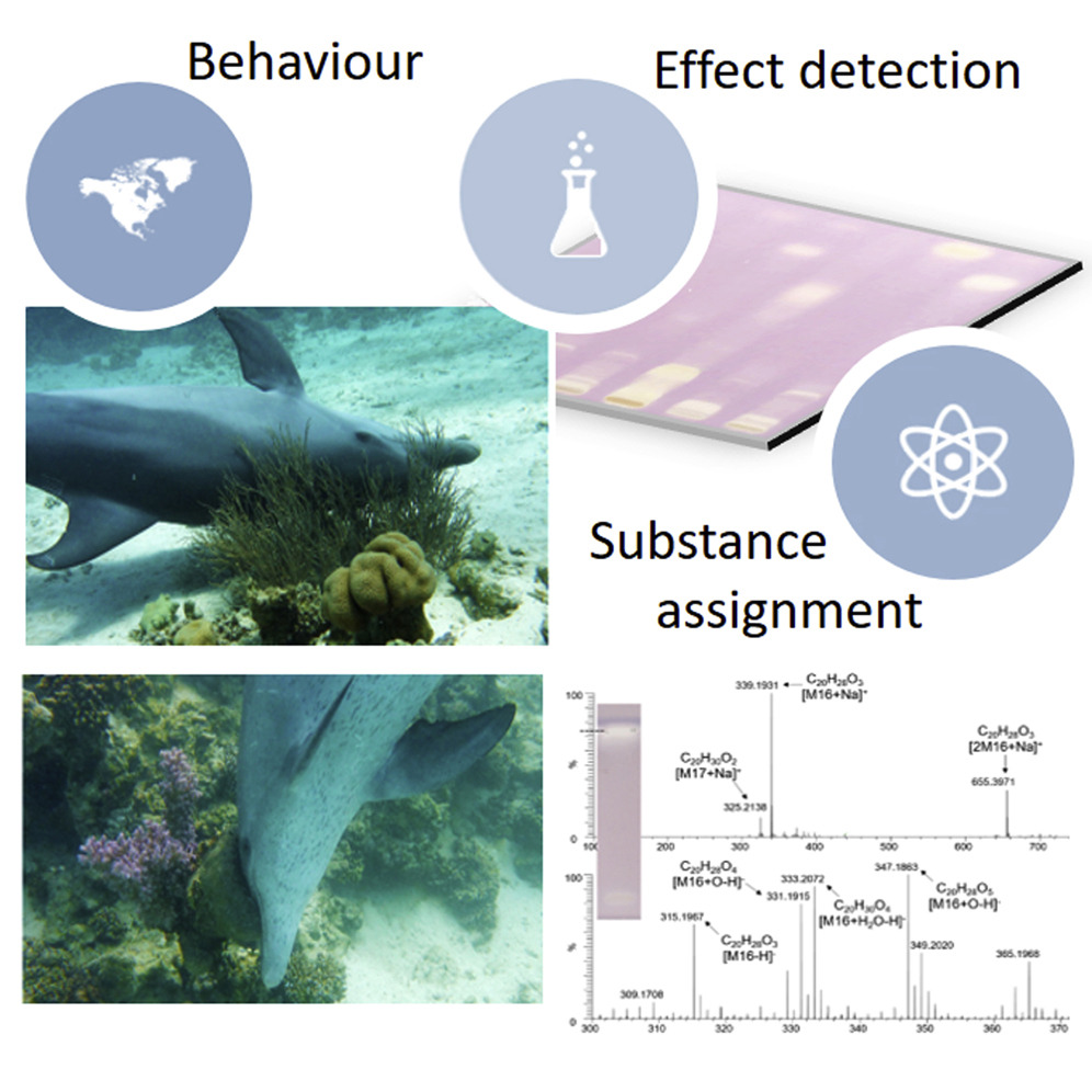 寶可夢咖啡廳《寶可夢：劍/盾》新菜：有藍莓味的單彈瓦斯