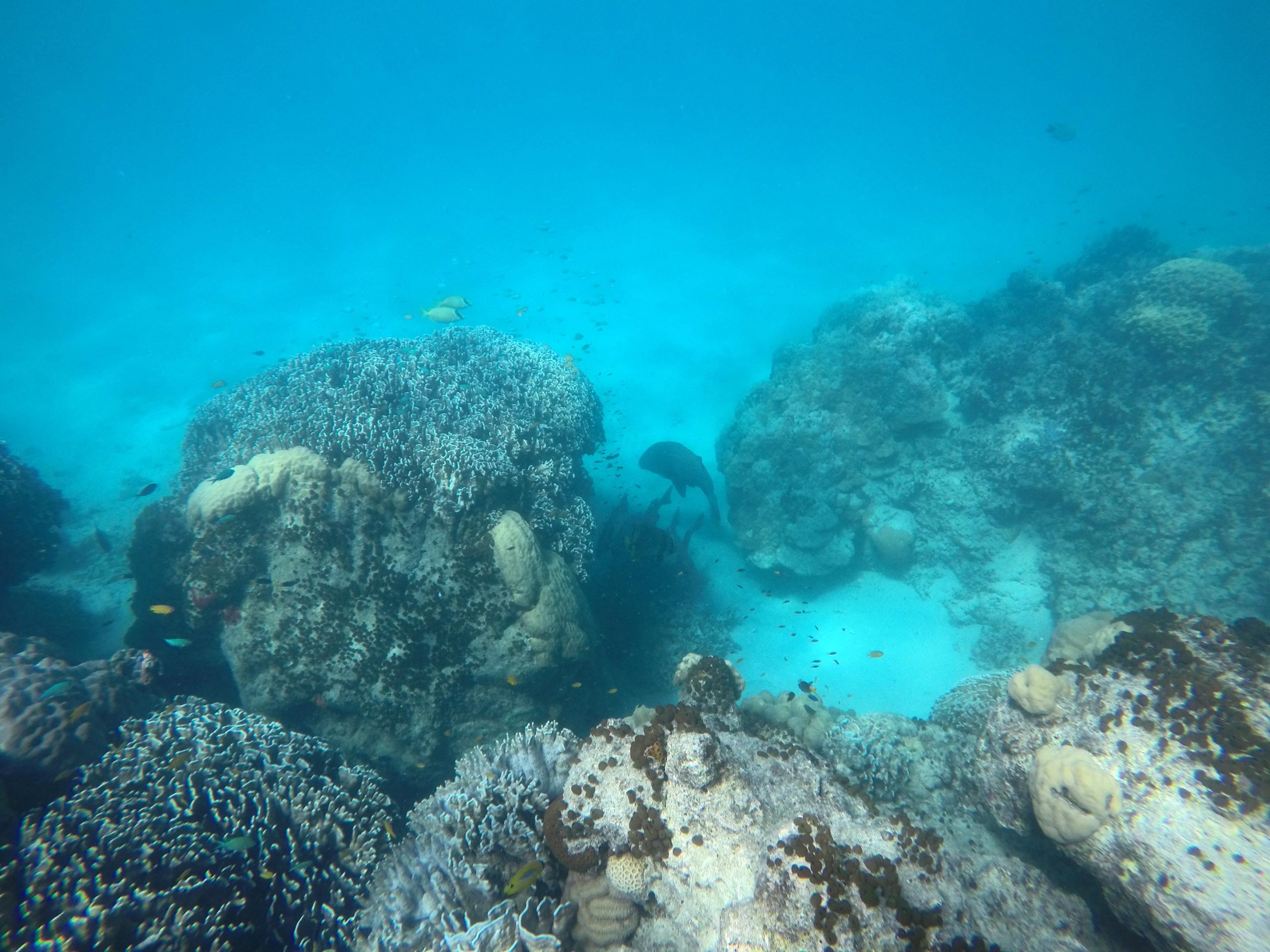 减少船只噪音可帮助珊瑚礁鱼多棘雀鲷提高繁殖率