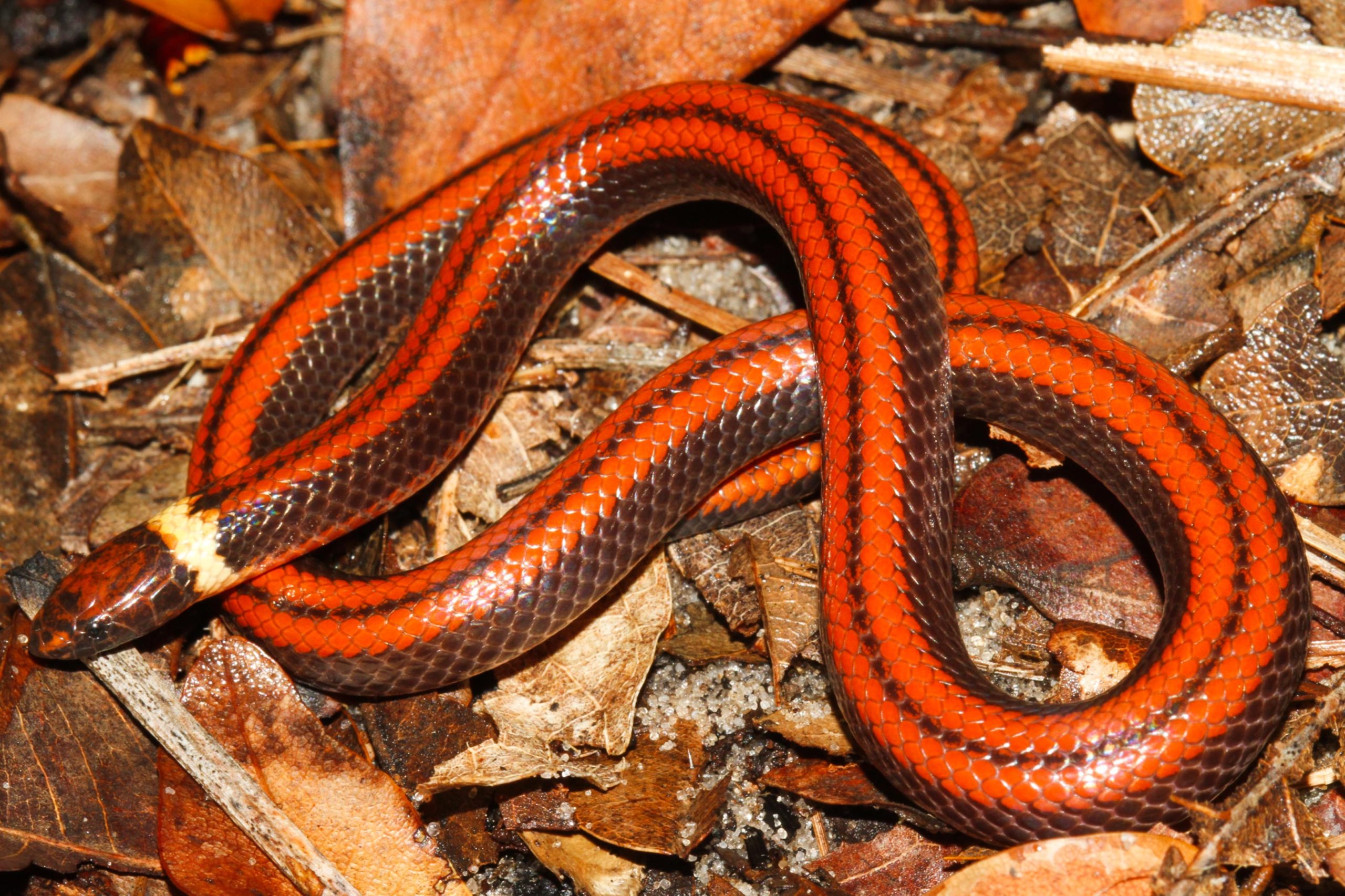 巴拉圭发现不为科学所知的一种无毒Phalotris属蛇类