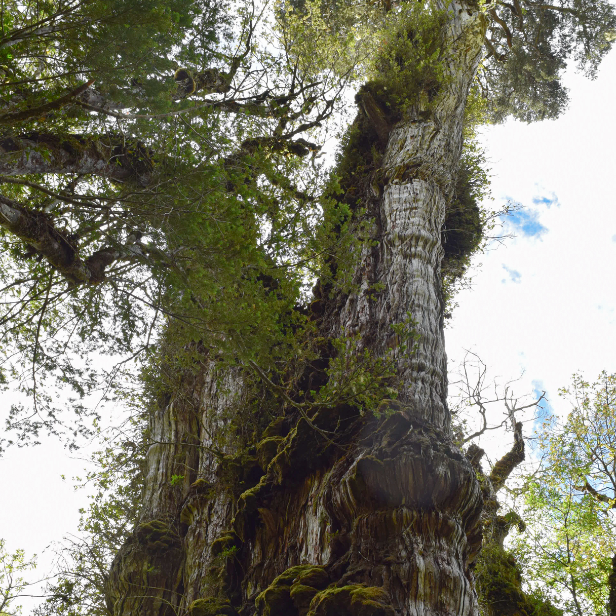 地球上最古老生物个体：世界上最古老的树Alerce Milenario 智利柏已生长5400年
