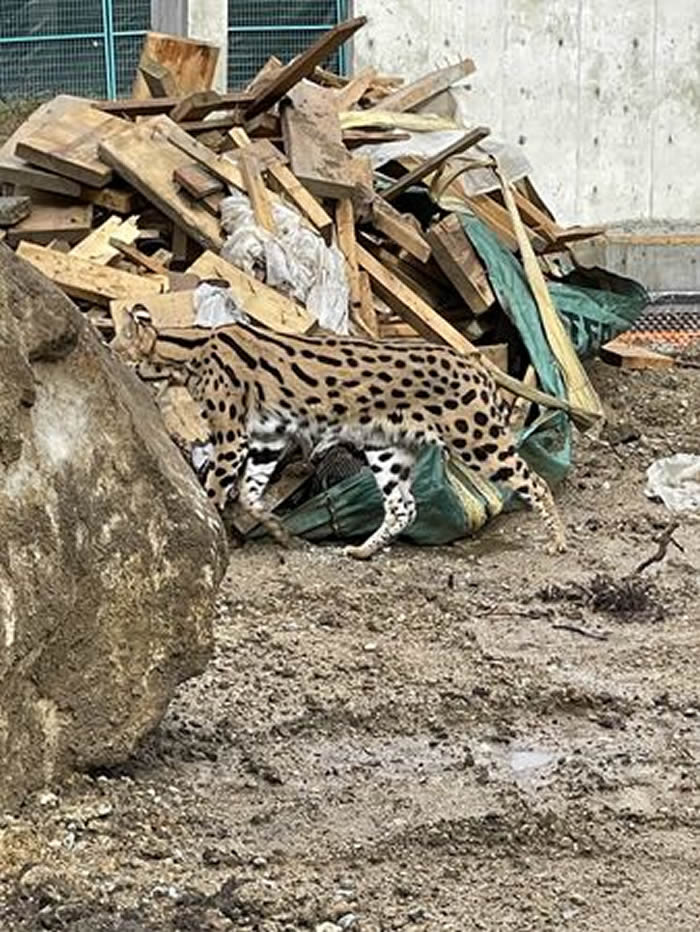 加拿大温哥华民众报警说家门外有美洲狮游荡 警方赶到说是热带草原猫