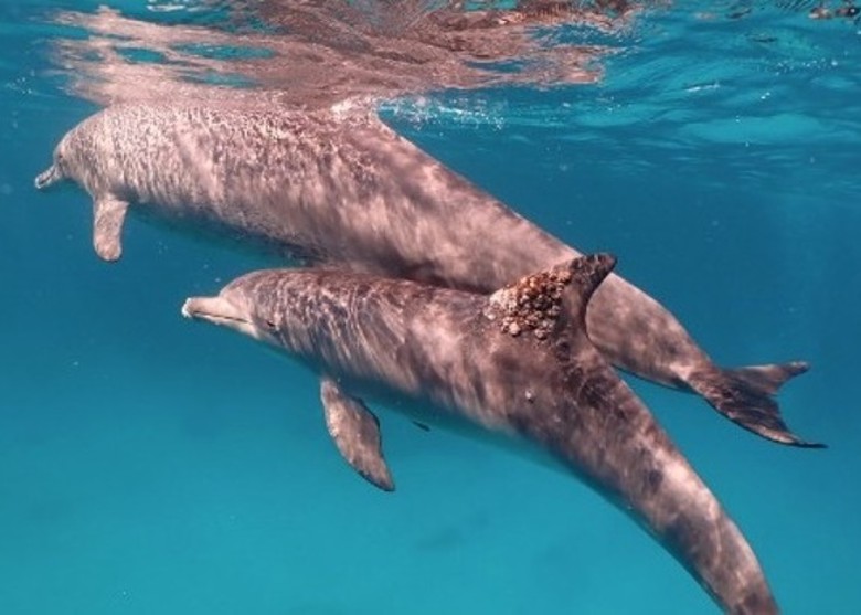 红海北部的印度太平洋宽吻海豚懂得利用珊瑚的黏液治病