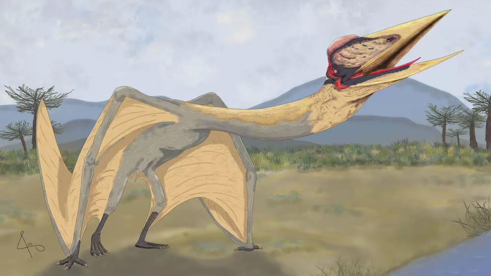 阿根廷安第斯山脉发现“死亡之龙”：像校车一样大的翼龙Thanatosdrakon amaru