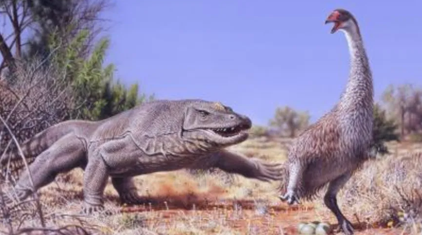 《PNAS》杂志：澳大利亚史前巨蛋属于“末日魔鸭”