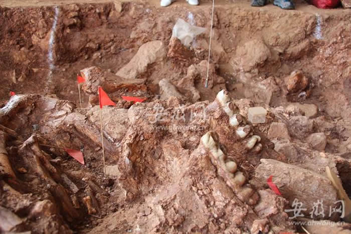 芜湖市繁昌孙村镇人字洞发现完整的中华乳齿象骨骼化石