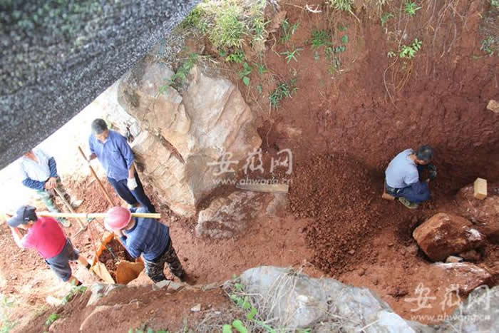 芜湖市繁昌孙村镇人字洞发现完整的中华乳齿象骨骼化石