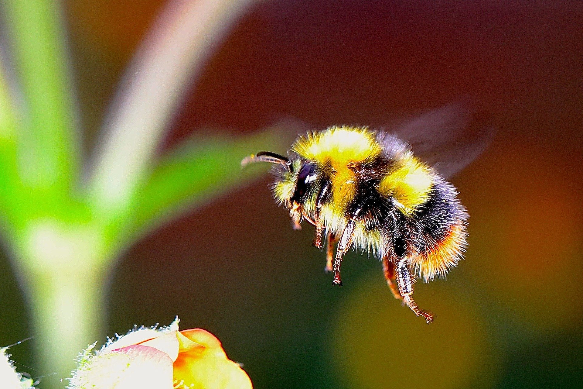 世界上使用最广泛的除草剂草甘膦会显著损害熊蜂集体维持蜂巢温度的能力