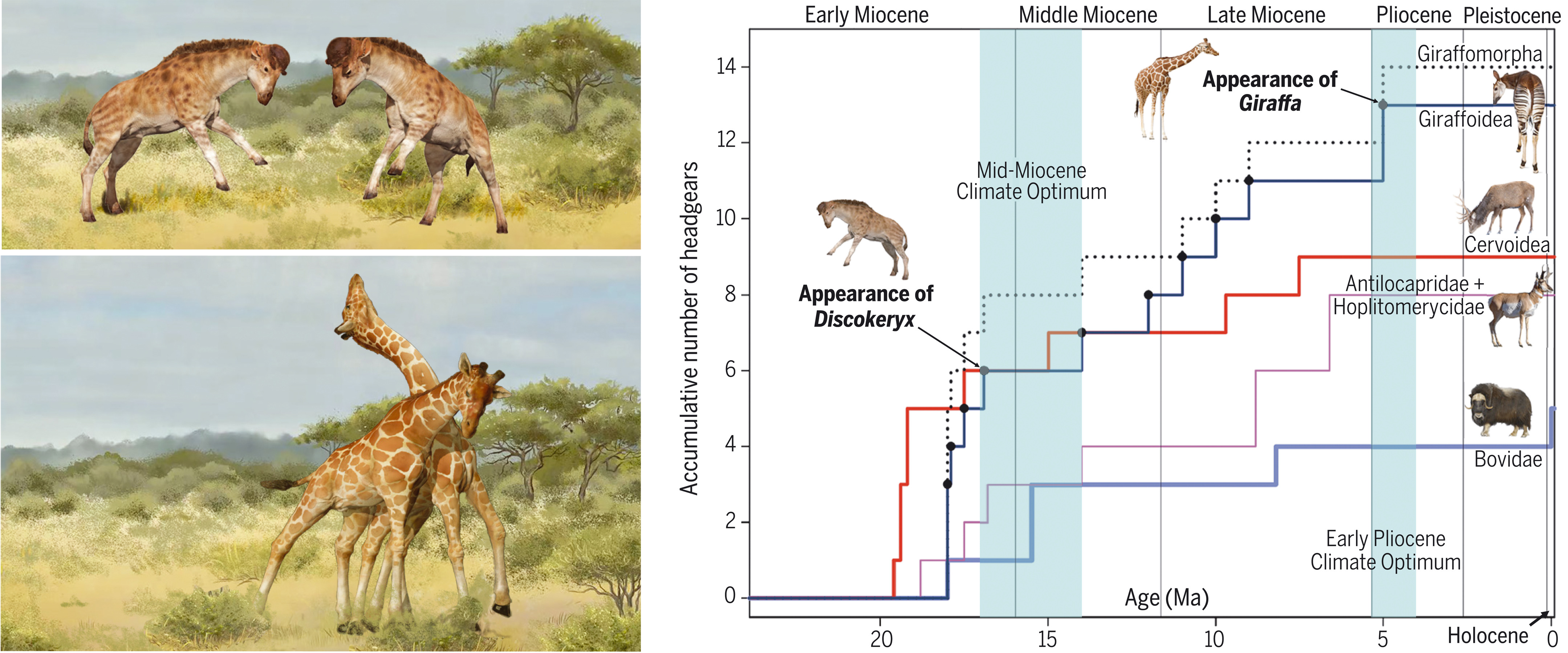 化石研究显示头部冲撞争斗促使长颈鹿演化出修长的颈项