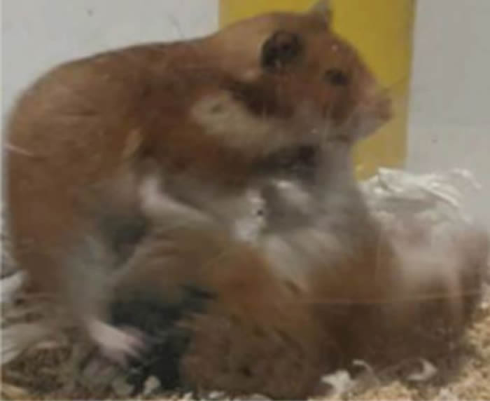 ����������������ѧGSU��ѧ�һ���༭ʵ�����������ײв���