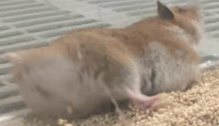 ����������������ѧGSU��ѧ�һ���༭ʵ�����������ײв���