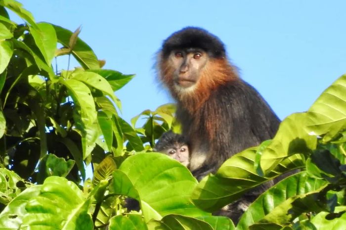 婆罗洲发现可能是长鼻猴和银叶猴的“杂交猴子”