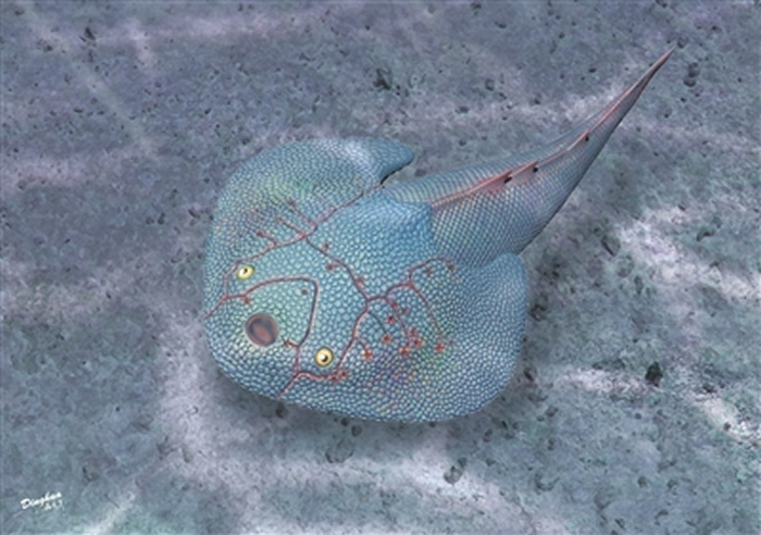 曲靖宽甲鱼新材料证明人类的中耳由鱼鳃演变而来