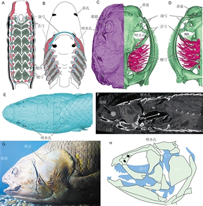 曲靖宽甲鱼新材料证明人类的中耳由鱼鳃演变而来