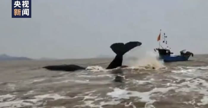 宁波市石浦市海滩巨大抹香鲸搁浅 救援人员花近20小时帮助它回到深海