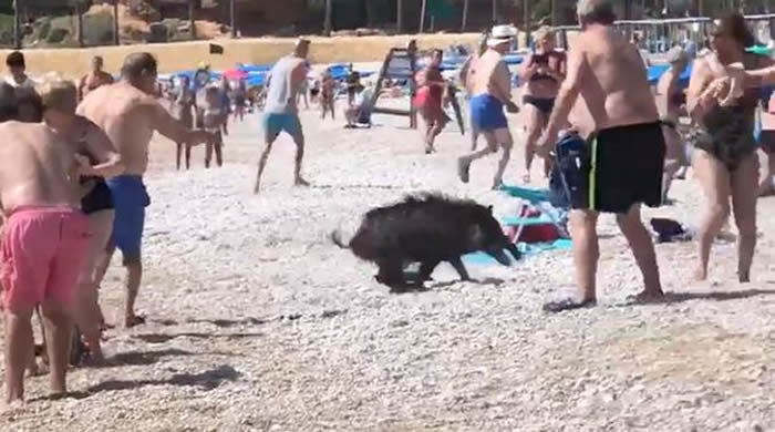 西班牙的阿尔比尔海滩野猪冲出海面 咬伤妇人腿
