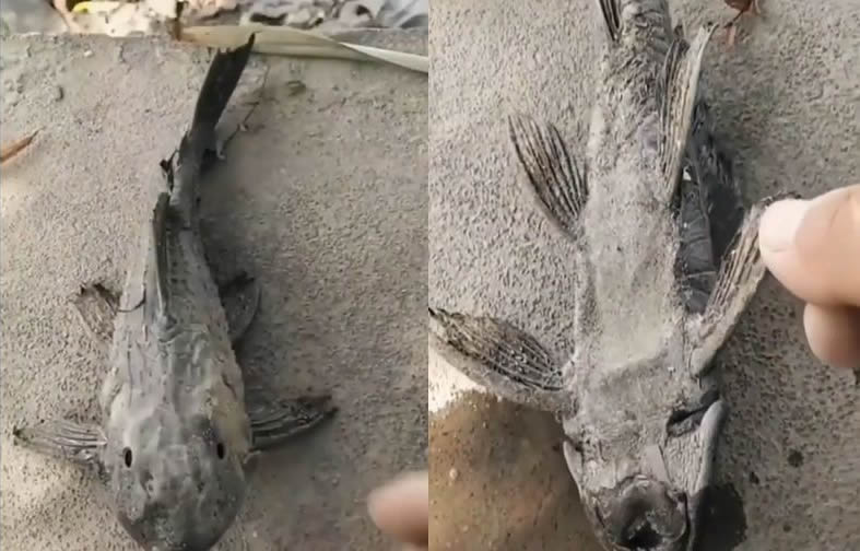 һȫѾɵڽˮ漣ػָں