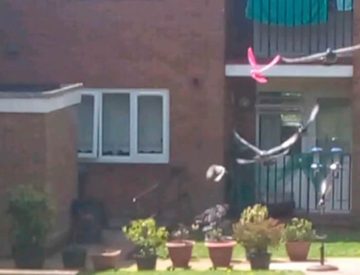 英国兰开夏郡女子发现罕见粉红色鸽子