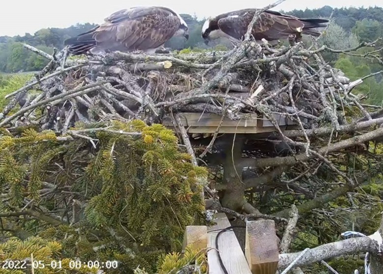 一对在英格兰南部多塞特郡普尔港筑巢的鱼鹰成功迎来首只幼鸟