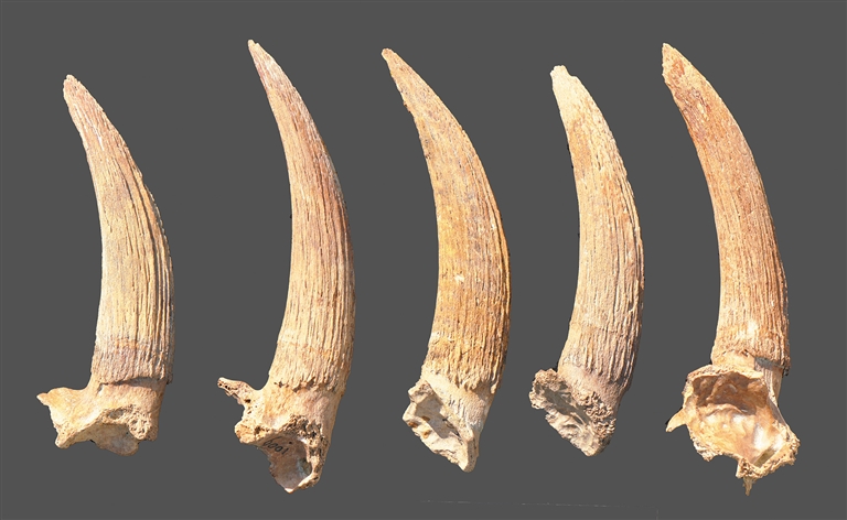 萨拉乌苏文化遗址:“河套人”的故乡