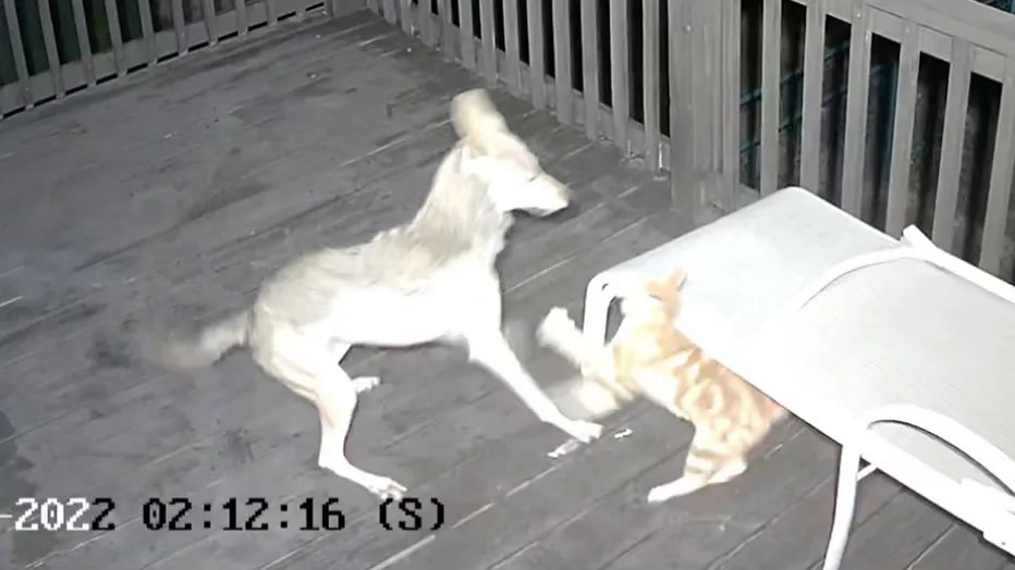 美国德克萨斯州家庭视频监控拍到一只橘猫遭野生郊狼攻击的情景