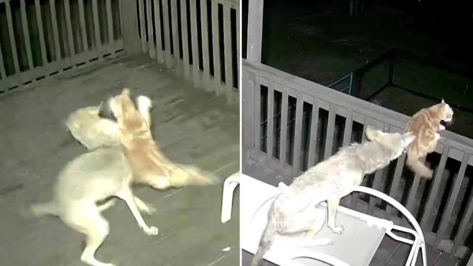 美国德克萨斯州家庭视频监控拍到一只橘猫遭野生郊狼攻击的情景