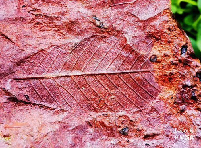 云南省曲靖市麒麟区化石爱好者开启“化石盲盒” 寻宝充满乐趣