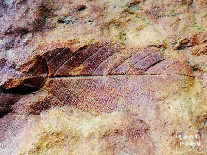 云南省曲靖市麒麟区化石爱好者开启“化石盲盒” 寻宝充满乐趣