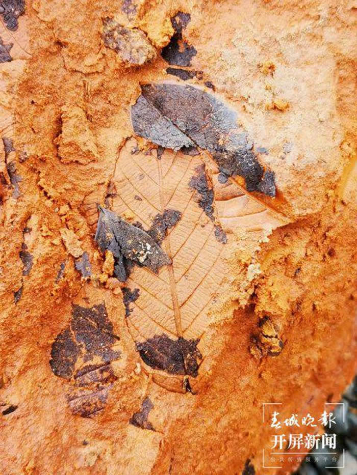 云南省曲靖市麒麟区化石爱好者开启“化石盲盒” 寻宝充满乐趣