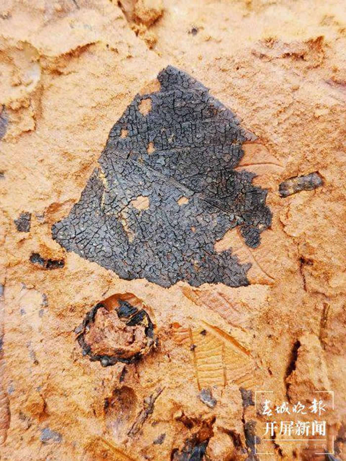 云南省曲靖市麒麟区化石爱好者开启“化石盲盒” 寻宝充满乐趣