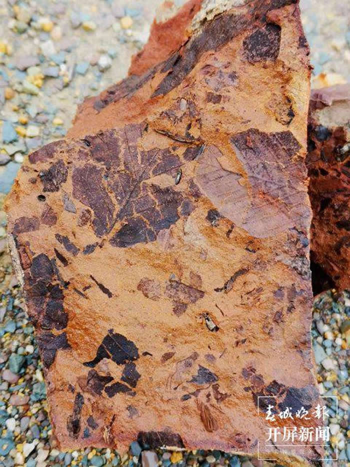 云南省曲靖市麒麟区化石爱好者开启“化石盲盒” 寻宝充满乐趣