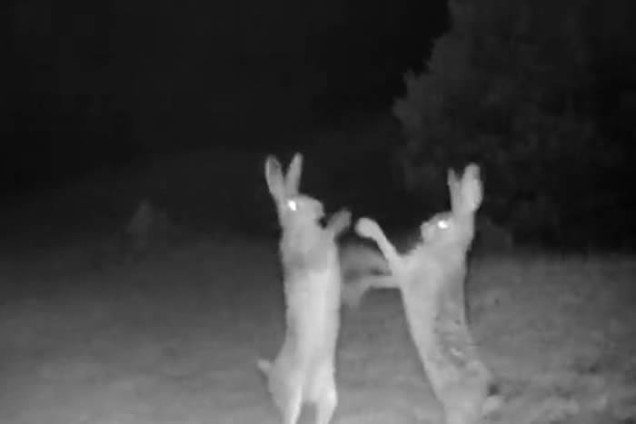 土耳其阿尔特温自然保育国家公园2只野兔在镜头前大打出手