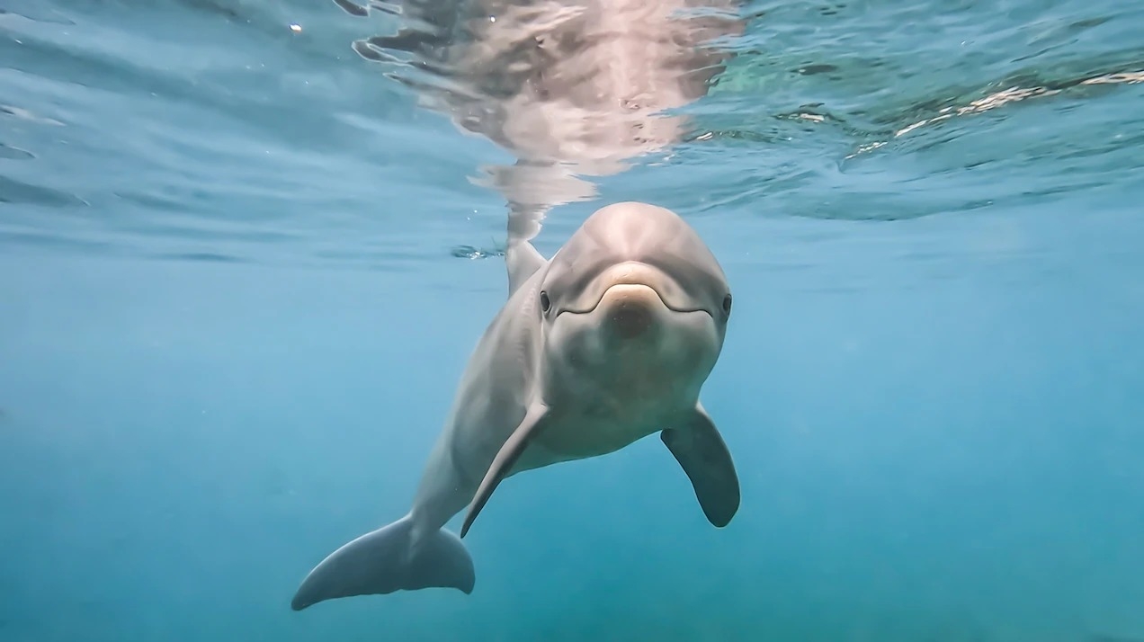 һֻƿǺ౦ڰĽ̽԰Dolphin Quest BermudaĺˮкĴ̽ PHOTOGRAPH BY CHRISTIAN ADA