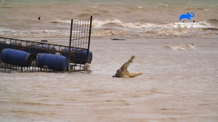 ��������Ƶ���ؼ���������̥��ľ�����