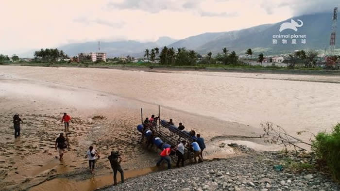 ��������Ƶ���ؼ���������̥��ľ�����