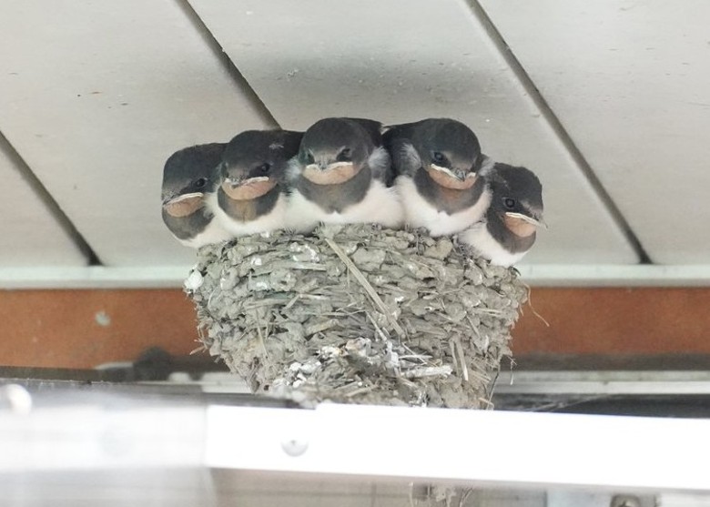 日本燕子妈妈可能在筑巢时算错数 5只小雏鸟被迫挤在一起一脸无奈