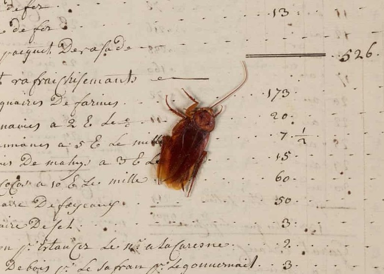 英国国家档案馆18世纪奴隶船帐簿内发现一只来自非洲的蟑螂干尸 见证奴隶贸易历史