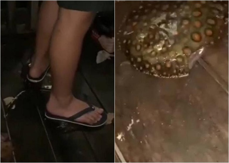 新加坡男孩涉嫌用脚踩死魔鬼鱼 虐待动物罪成或囚18个月