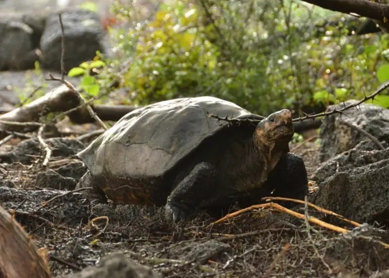 厄瓜多尔的加拉伯戈斯群岛捕获的巨型陆龟是被指灭绝的费尔南迪纳岛陆龟
