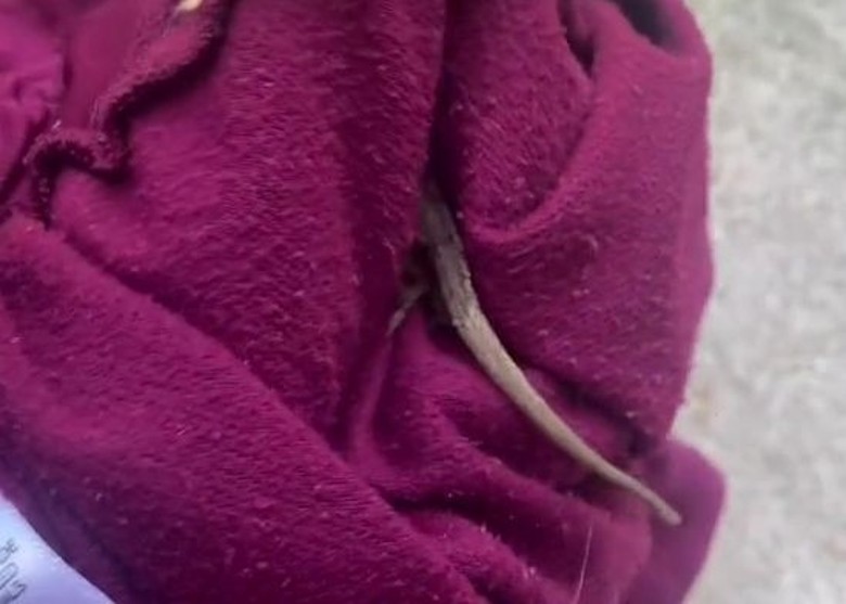 ������������ݸ��˲���С����������� ���Ŷ�Ƭ����TikTok����